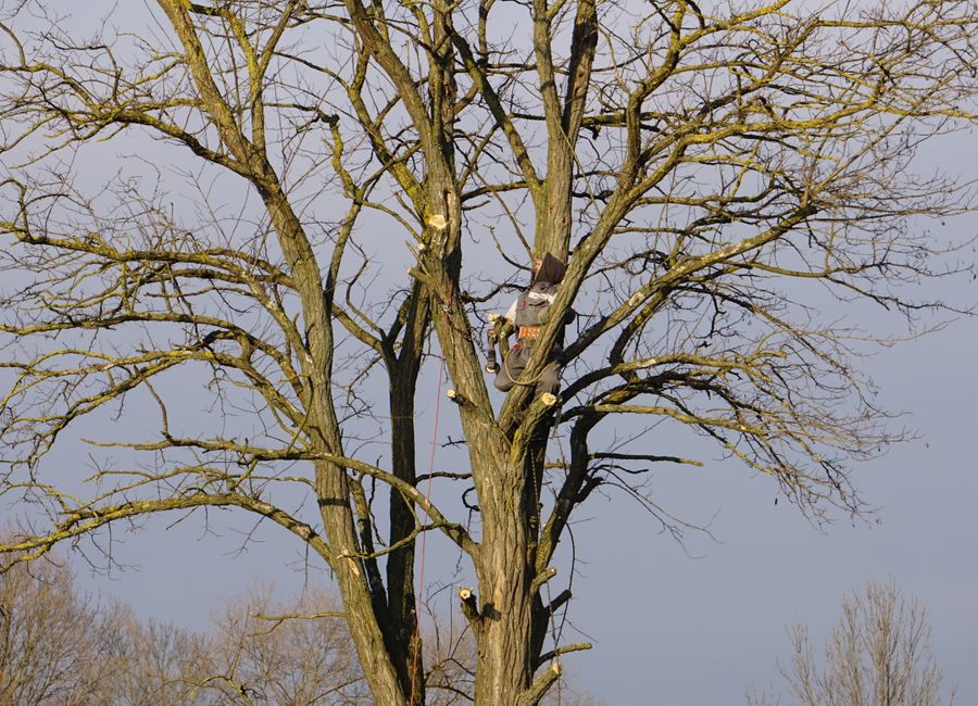 Climber thinning a tree canopy