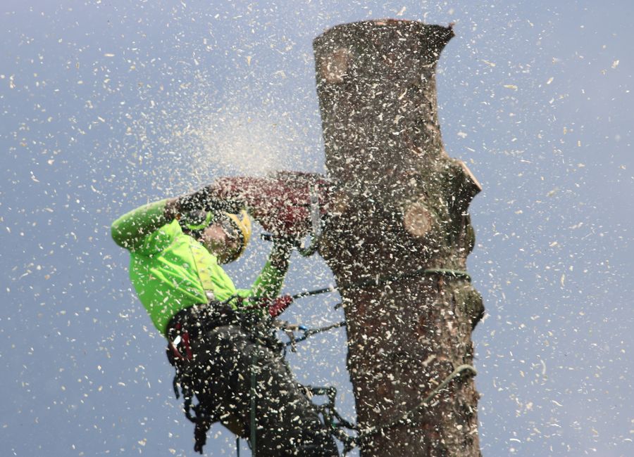 Arborist removing a large oak, crane-assisted