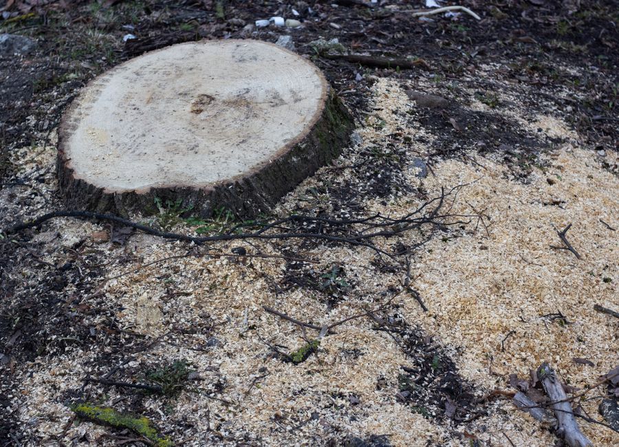 Arborist with chainsaw on a trunk